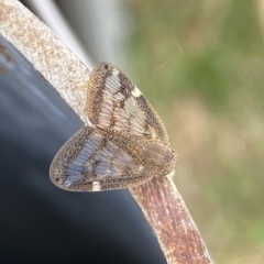Scolypopa australis at Molonglo Valley, ACT - 21 Feb 2023