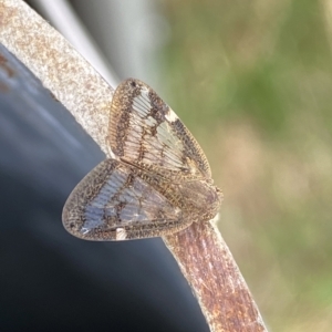 Scolypopa australis at Molonglo Valley, ACT - 21 Feb 2023