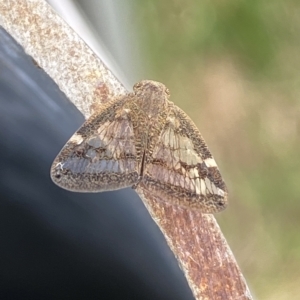 Scolypopa australis at Molonglo Valley, ACT - 21 Feb 2023