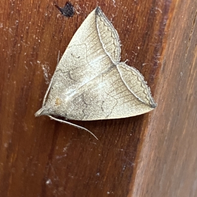 Simplicia armatalis (Crescent Moth) at Jerrabomberra, NSW - 21 Feb 2023 by SteveBorkowskis