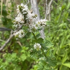 Mentha spicata (Garden Mint) at Molonglo River Reserve - 22 Feb 2023 by Steve_Bok