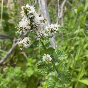 Mentha spicata at Stromlo, ACT - 22 Feb 2023