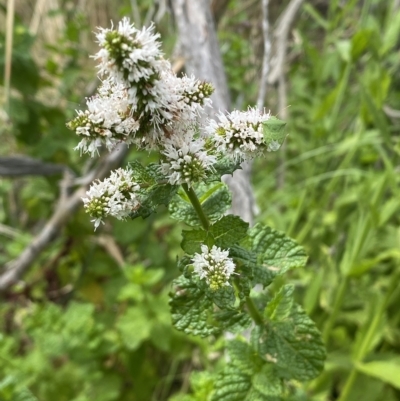 Mentha spicata (Garden Mint) at Stromlo, ACT - 22 Feb 2023 by SteveBorkowskis