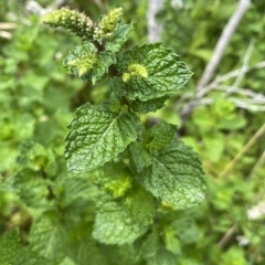 Mentha spicata at Stromlo, ACT - 22 Feb 2023