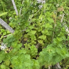 Mentha spicata at Stromlo, ACT - 22 Feb 2023