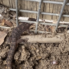 Christinus marmoratus at Mitchell, ACT - 22 Feb 2023 03:22 PM