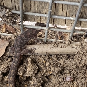 Christinus marmoratus at Mitchell, ACT - 22 Feb 2023 03:22 PM