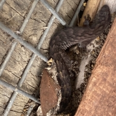 Christinus marmoratus at Mitchell, ACT - 22 Feb 2023 03:22 PM