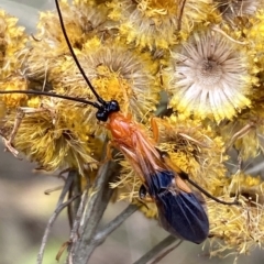 Braconidae (family) (Unidentified braconid wasp) at Watson, ACT - 22 Feb 2023 by SteveBorkowskis