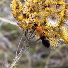 Braconidae (family) at Watson, ACT - 22 Feb 2023