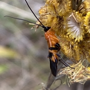 Braconidae (family) at Watson, ACT - 22 Feb 2023