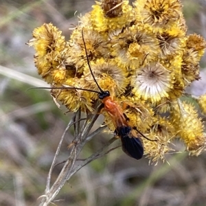 Braconidae (family) at Watson, ACT - 22 Feb 2023