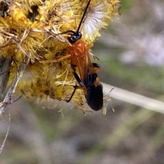 Braconidae (family) at Watson, ACT - 22 Feb 2023