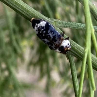 Hypocisseis suturalis (Cherry Ballart Jewel Beetle) at Watson, ACT - 22 Feb 2023 by Steve_Bok