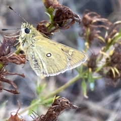 Trapezites luteus (Yellow Ochre, Rare White-spot Skipper) at Mount Majura - 22 Feb 2023 by Steve_Bok