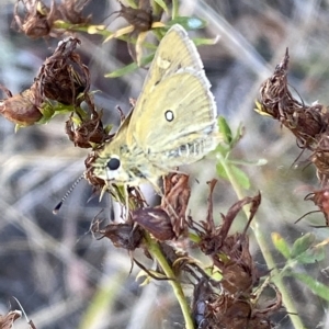 Trapezites luteus at Watson, ACT - 22 Feb 2023