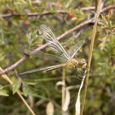 Diplacodes sp. (genus) (Percher) at Mitchell, ACT - 24 Feb 2023 by Steve_Bok