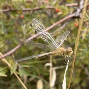 Diplacodes sp. (genus) at Mitchell, ACT - 24 Feb 2023 11:47 AM