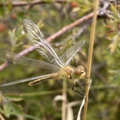 Diplacodes sp. (genus) at Mitchell, ACT - 24 Feb 2023