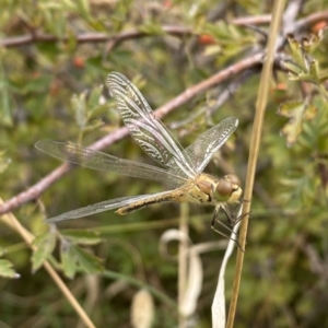 Diplacodes sp. (genus) at Mitchell, ACT - 24 Feb 2023 11:47 AM