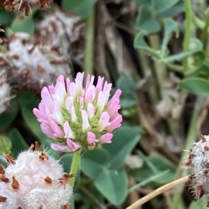 Trifolium fragiferum at Garran, ACT - 8 Feb 2023 06:58 PM