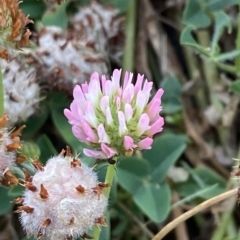 Trifolium fragiferum at Garran, ACT - 8 Feb 2023