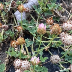 Trifolium fragiferum at Garran, ACT - 8 Feb 2023