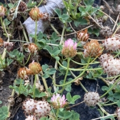 Trifolium fragiferum at Garran, ACT - 8 Feb 2023 06:58 PM