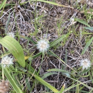 Vittadinia muelleri at Garran, ACT - 8 Feb 2023