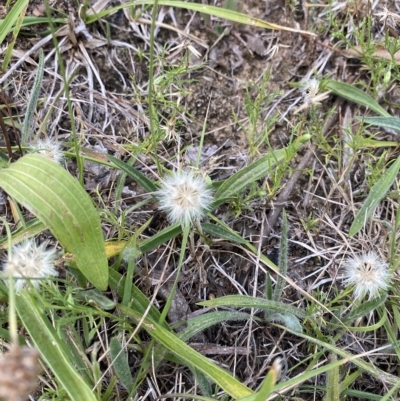 Vittadinia muelleri (Narrow-leafed New Holland Daisy) at Garran, ACT - 8 Feb 2023 by Tapirlord