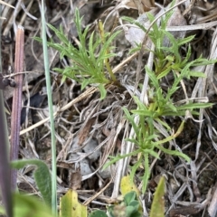 Vittadinia muelleri at Garran, ACT - 8 Feb 2023