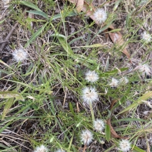 Vittadinia muelleri at Garran, ACT - 8 Feb 2023