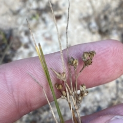 Juncus subsecundus (Finger Rush) at Isaacs Ridge and Nearby - 7 Feb 2023 by Tapirlord