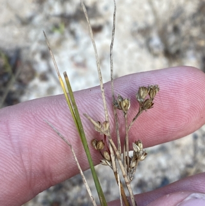 Juncus subsecundus (Finger Rush) at Isaacs Ridge and Nearby - 7 Feb 2023 by Tapirlord