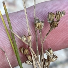 Juncus subsecundus at O'Malley, ACT - 7 Feb 2023 06:01 PM