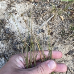 Juncus subsecundus at O'Malley, ACT - 7 Feb 2023 06:01 PM