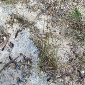 Juncus subsecundus at O'Malley, ACT - 7 Feb 2023 06:01 PM