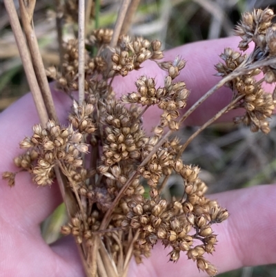 Juncus sarophorus (Broom Rush) at Mount Mugga Mugga - 7 Feb 2023 by Tapirlord