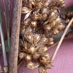 Juncus sarophorus at O'Malley, ACT - 7 Feb 2023