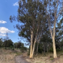 Eucalyptus mannifera (Brittle Gum) at Mount Mugga Mugga - 7 Feb 2023 by Tapirlord