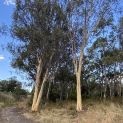 Eucalyptus mannifera at Mount Mugga Mugga - 7 Feb 2023