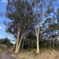 Eucalyptus mannifera at Isaacs, ACT - 7 Feb 2023