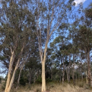 Eucalyptus mannifera at Mount Mugga Mugga - 7 Feb 2023