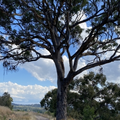 Eucalyptus polyanthemos (Red Box) at Isaacs, ACT - 7 Feb 2023 by Tapirlord