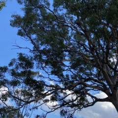 Eucalyptus polyanthemos at Isaacs, ACT - 7 Feb 2023