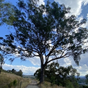 Eucalyptus polyanthemos at Isaacs Ridge - 7 Feb 2023 05:54 PM