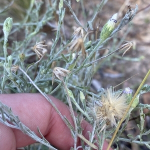 Vittadinia gracilis at Isaacs, ACT - 7 Feb 2023