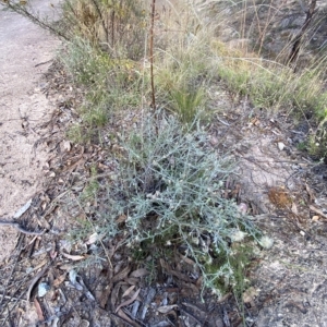 Vittadinia gracilis at Isaacs, ACT - 7 Feb 2023