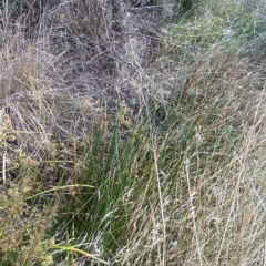 Eleocharis acuta (Common Spike-rush) at Isaacs Ridge - 7 Feb 2023 by Tapirlord