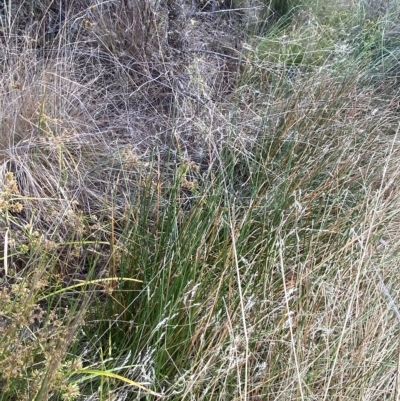 Eleocharis acuta (Common Spike-rush) at Isaacs Ridge and Nearby - 7 Feb 2023 by Tapirlord